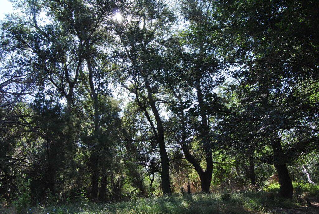 arboles