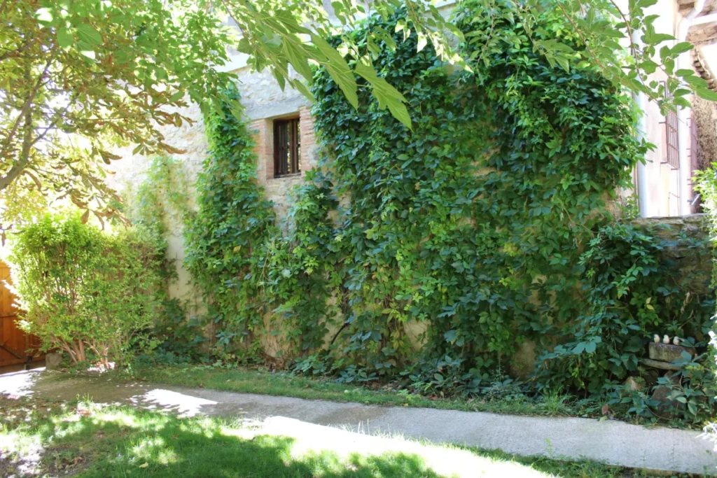 Jardín vallado con parra virgen